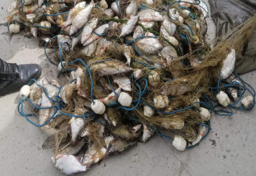 FOTO| Aproximativ 100 kg peşte, confiscate de polițiștii de frontieră