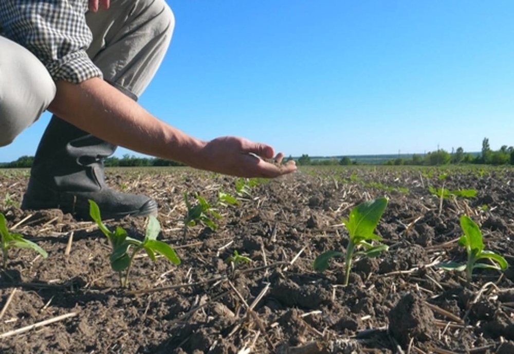 Aproape un milion de hectare de culturi afectate de secetă în România