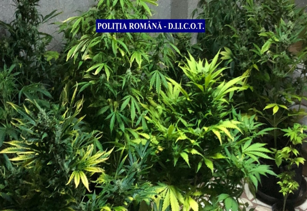 Sătmăreanul care cultiva cannabis în apartament, arestat pentru 30 zile