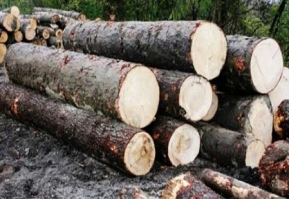 Senatul a adoptat proiectul de lege care interzice scoaterea din țară a masei lemnoase timp de 10 ani