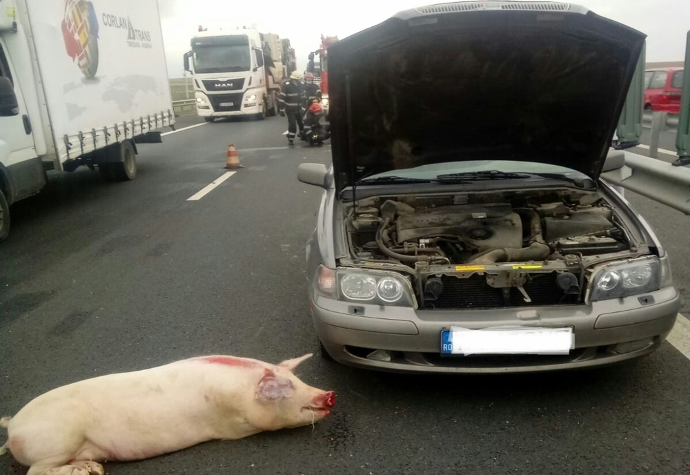 Două mașini s-au ciocnit, pe Autostrada Vestului, din cauza unui … porc