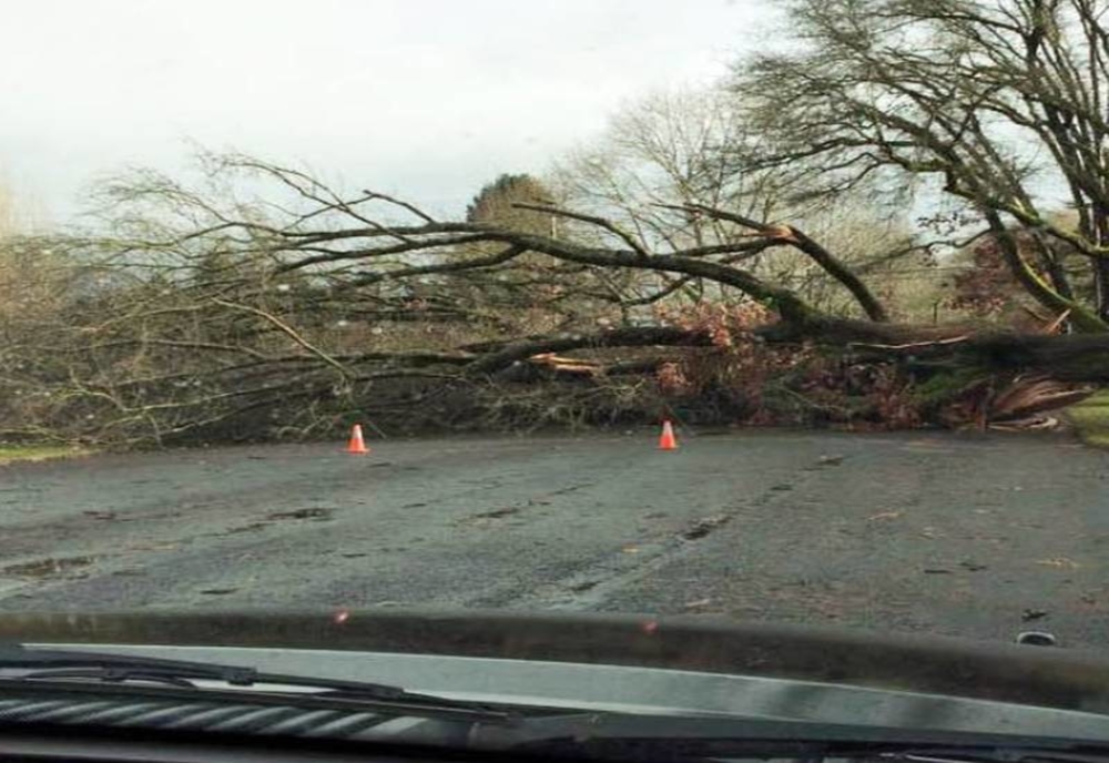 Copac căzut pe DN15 în județul Harghita