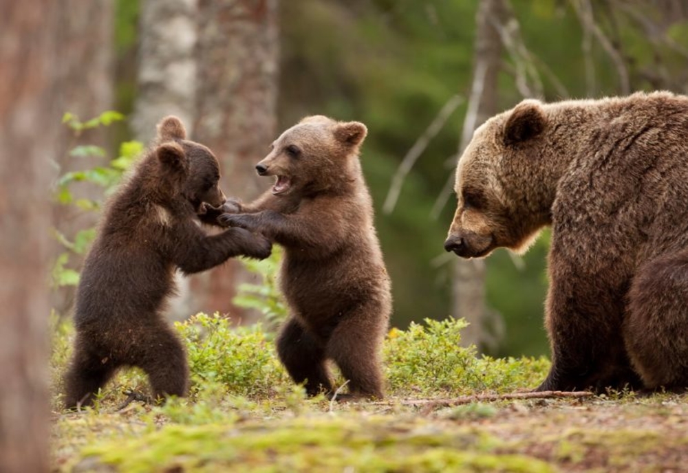Urșii au revenit în Băile Tușnad
