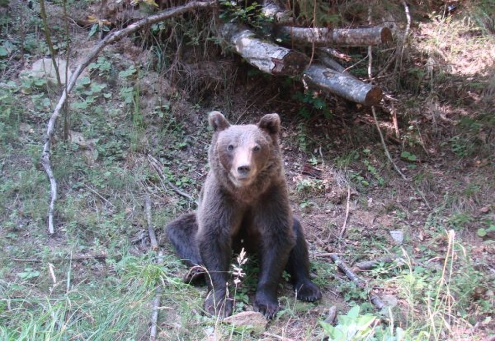 Alertă în staţiunile de pe Valea Prahovei din cauza urșilor