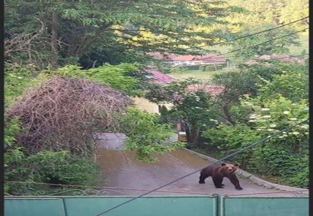 Un urs, în vizită în Mediaș, în a doua zi de Rusalii