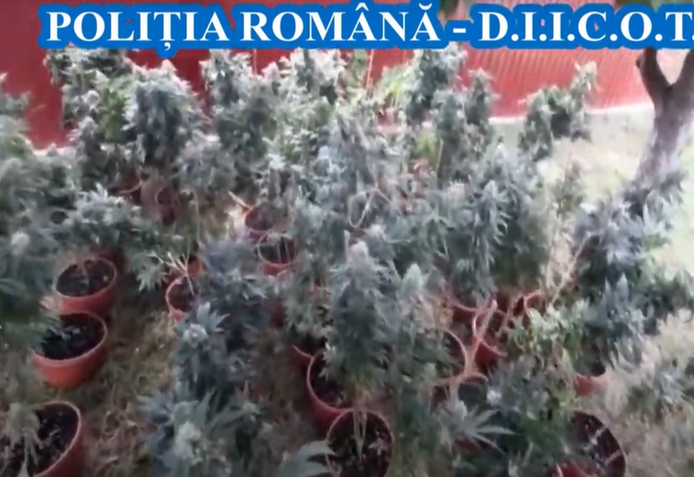 Și-au cumpărat o casă în apropiere de București ca să cultive cannabis/ Ce au găsit polițiștii la percheziții