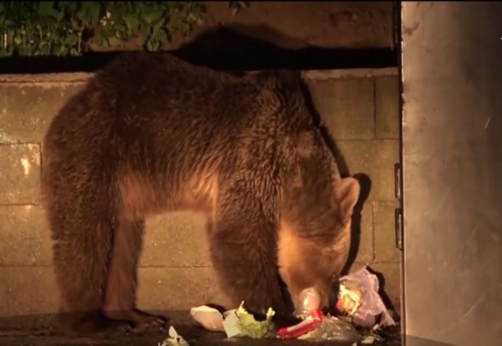 Urșii terorizează locutorii din Băile Tușnad în fiecare seară. 4 intervenții ale jandarmilor harghiteni în ultimele 12 ore