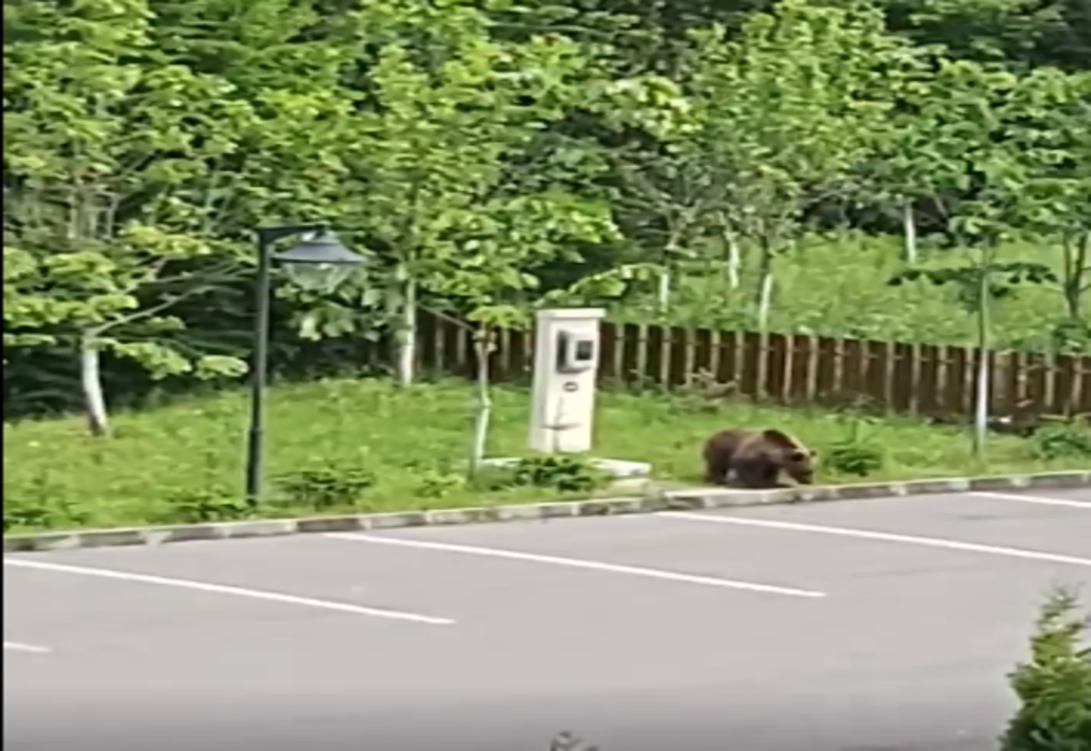 VIDEO Urs filmat în parcarea unui hotel din Voineşti-Covasna