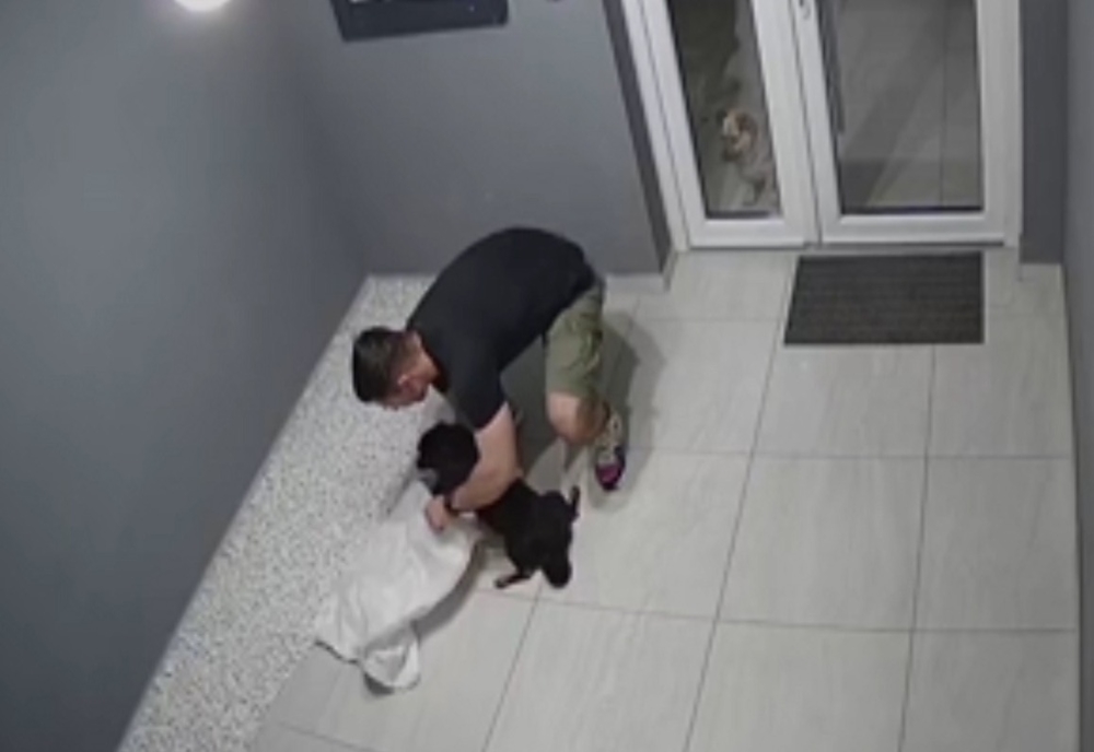 Incident halucinant în Timișoara. Un câine răpit și băgat într-un sac, în scara blocului.  Hoțul recunoaște că l-a luat, dar nu vrea să-l dea înapoi