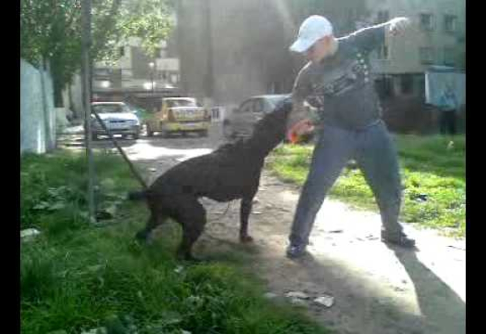 Câine de luptă, asmuțit de stăpân să atace trecătorii