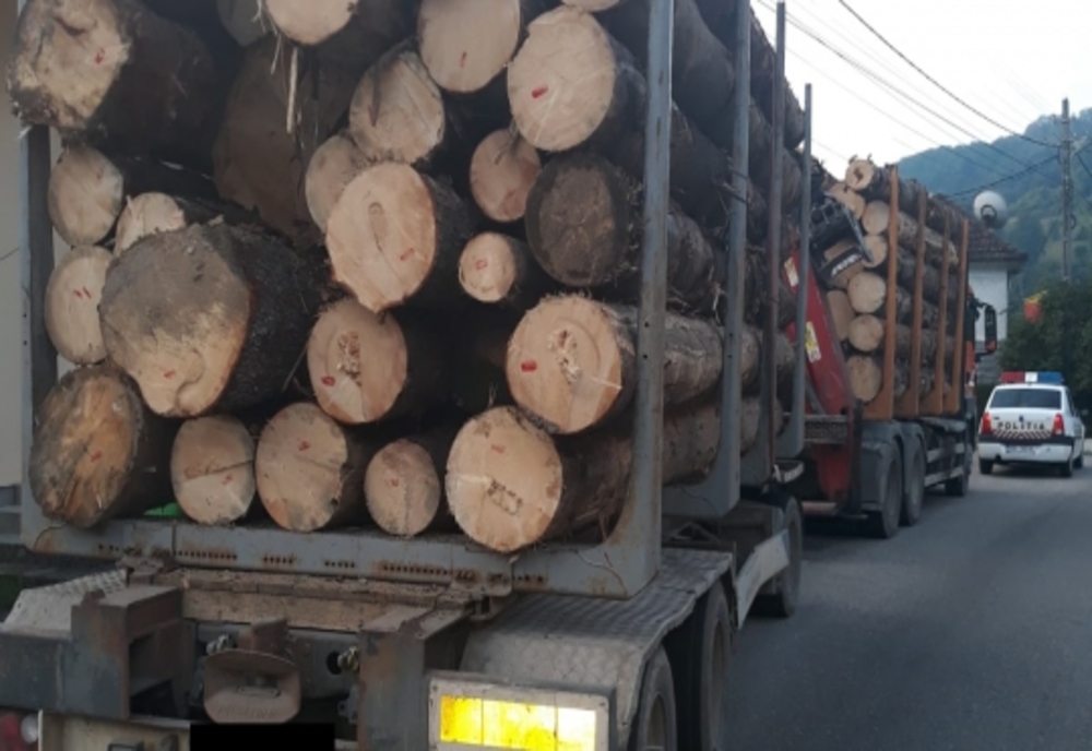 Circa 40 mc de lemn, transportat ilegal de un șofer din Maramureș, confiscați de polițiștii bihoreni! Firma amendată drastic