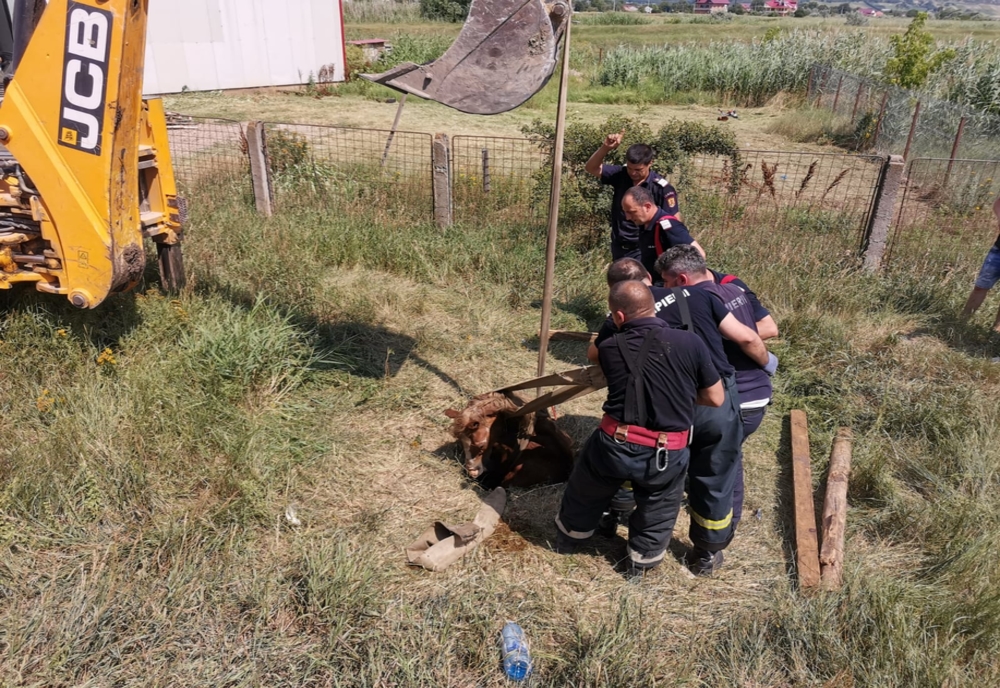 Pompierii bârlădeni au salvat un cal căzut într-un canal – FOTO