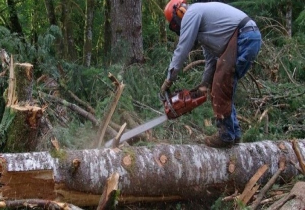 Prinși în timp ce tăiau ilegal arbori din pădure