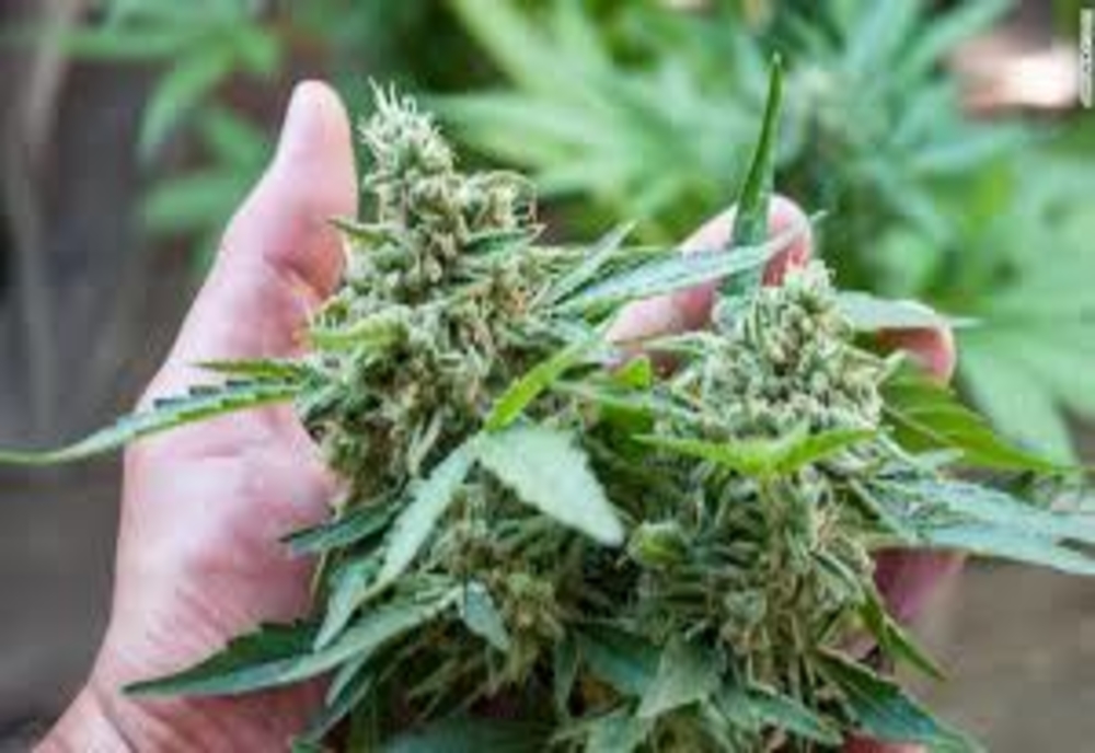 IPJ Brăila – recoltă de cannabis săltată de polițiști