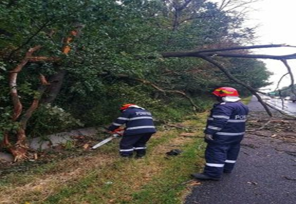 Copac căzut pe Autostrada A1, pe sensul către Pitești. Banda de urgență, blocată