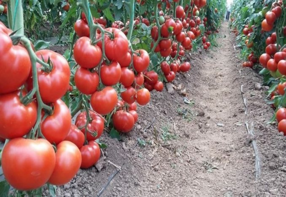 Încep plățile pentru Programul Tomata. Vor fi alimentate conturile direcțiilor județene pentru agricultură