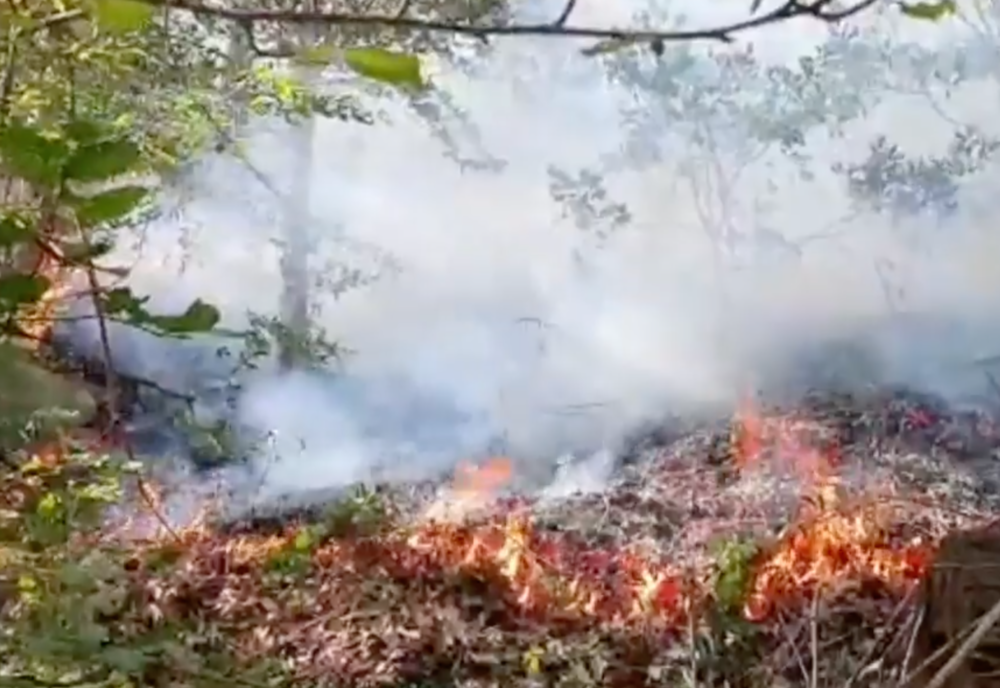 Incendiu în pădurea de la Mânzălești