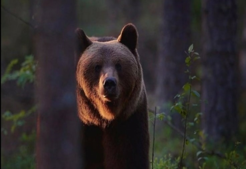 Gospodărie din Mureșenii Bârgăului, atacată de un urs