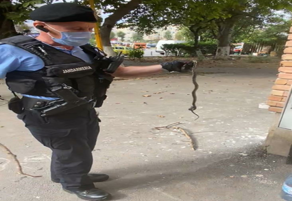 FOTO VIDEO| Panică într-un bloc din Constanța. Șarpe capturat de jandarmi