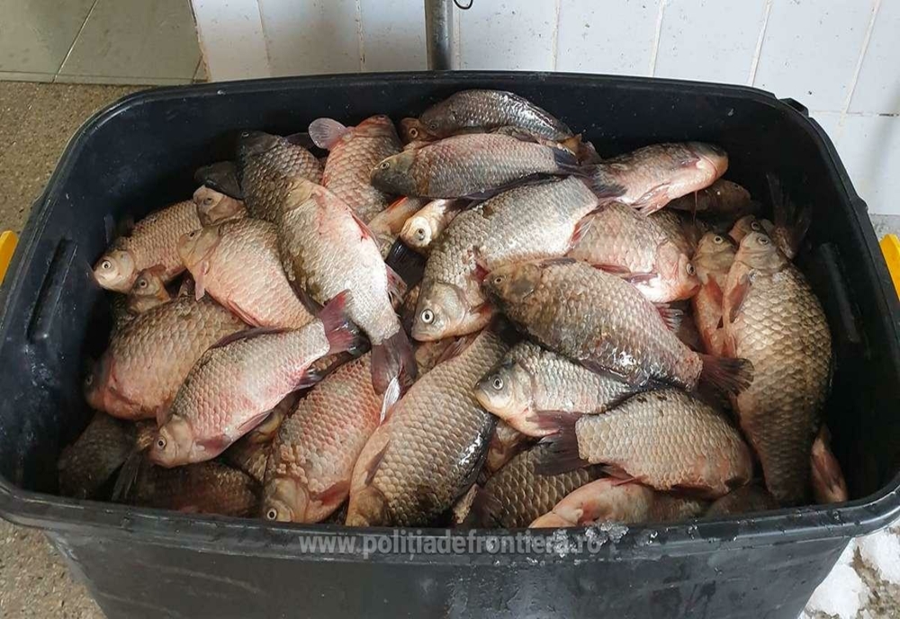 155 kilograme de  peşte transportate ilegal, descoperite de poliţiştii de frontieră tulceni