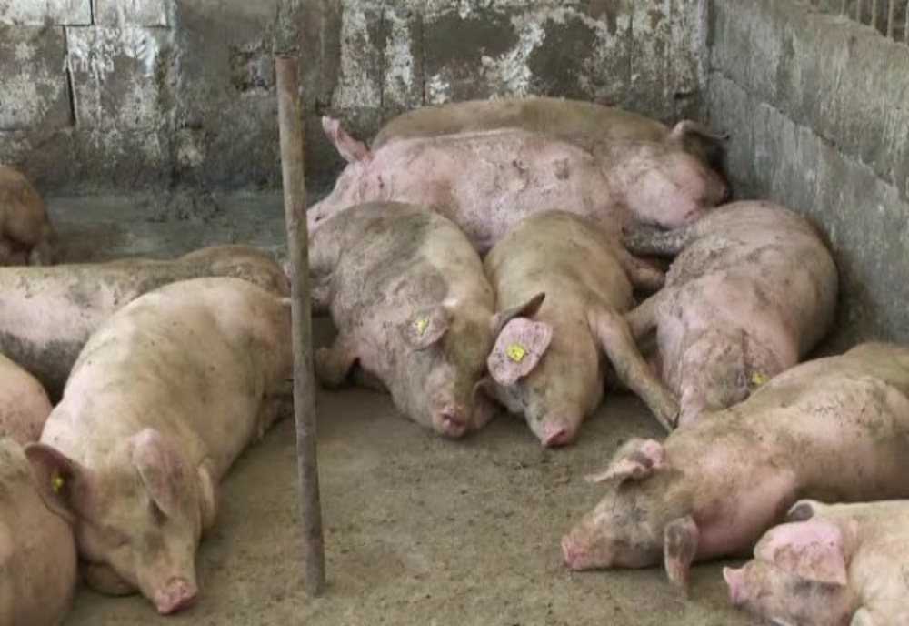 Pestă porcină africană, confirmată în localitatea Bolintin Deal