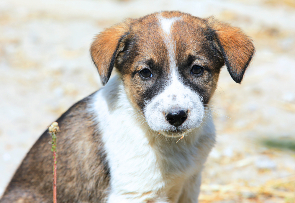 Primăria Constanța:” Din 26 noiembrie nu se mai capturează niciun câine!”