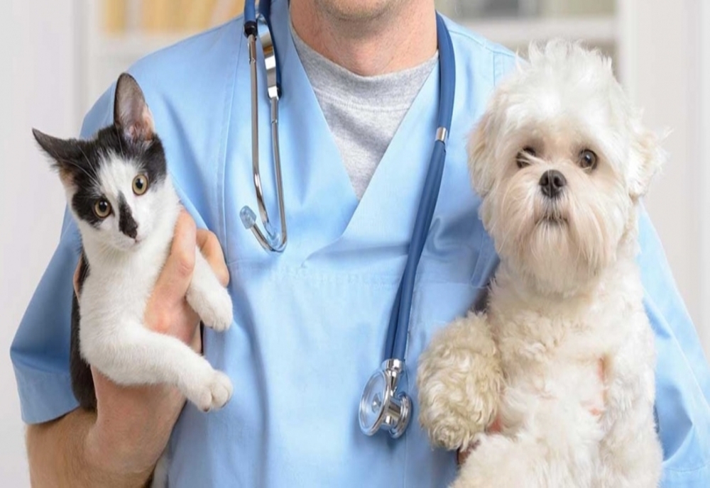 Medicii veterinari de liberă practică își vor primi drepturile bănești