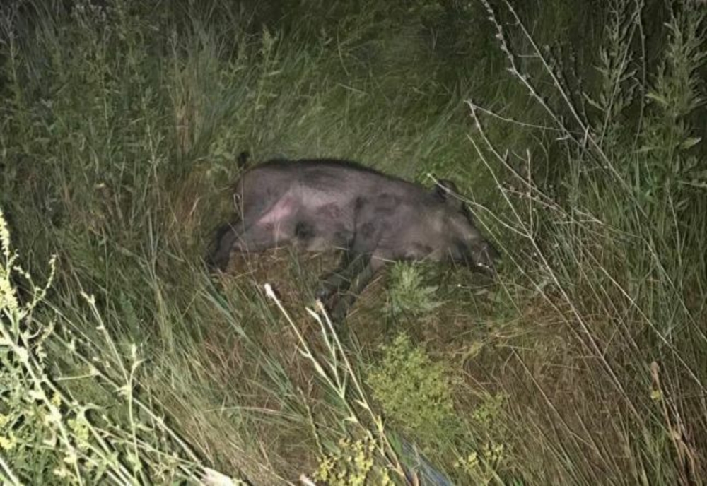 Caz de pestă porcină africană în zona comunei Romuli! Ce măsuri au luat autoritățile