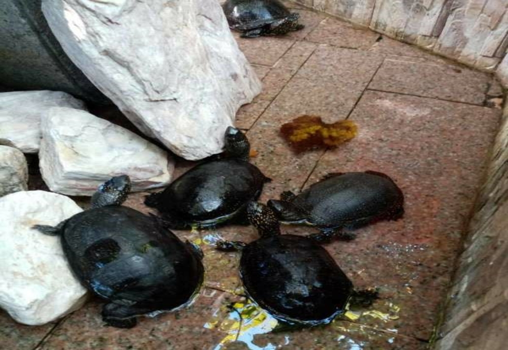 Comisarii Gărzii de Mediu au descoperit, într-un restaurant, aproximativ 30 de broaşte ţestoase ţinute captive