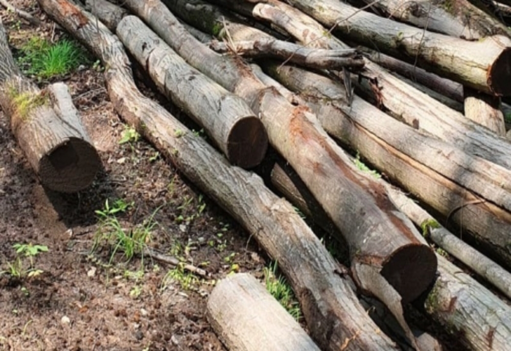 Amenzi de peste 100.000 de lei, într-o singură lună, pentru tăieri ilegale de arbori în vestul țării