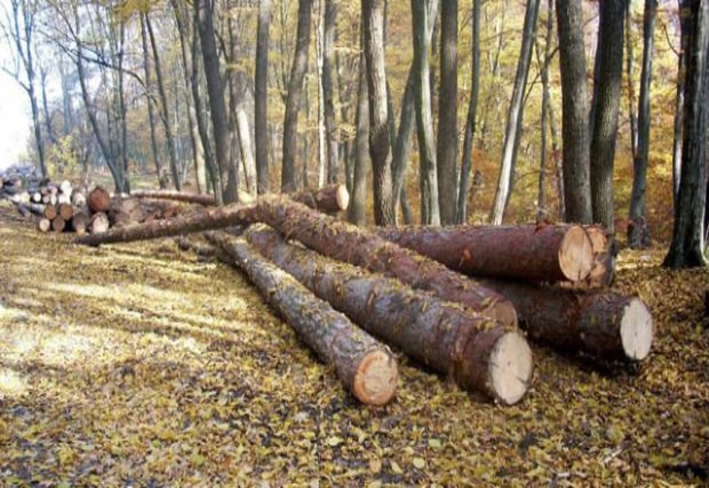 Ministrul Mediului, Tanczos Barna, anunță că sistemul SUMAL va deveni principala armă a României în lupta cu tăierile ilegale de pădure