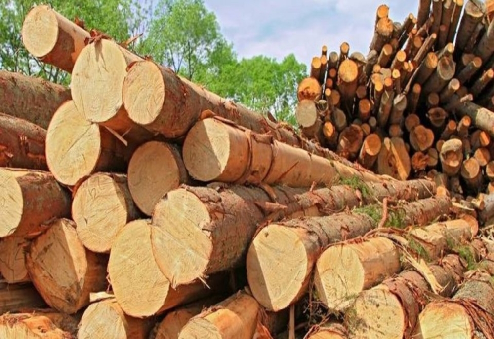 Bârgăuan, amendat și cu lemnul confiscat! Ce sancțiuni au mai aplicat polițiștii