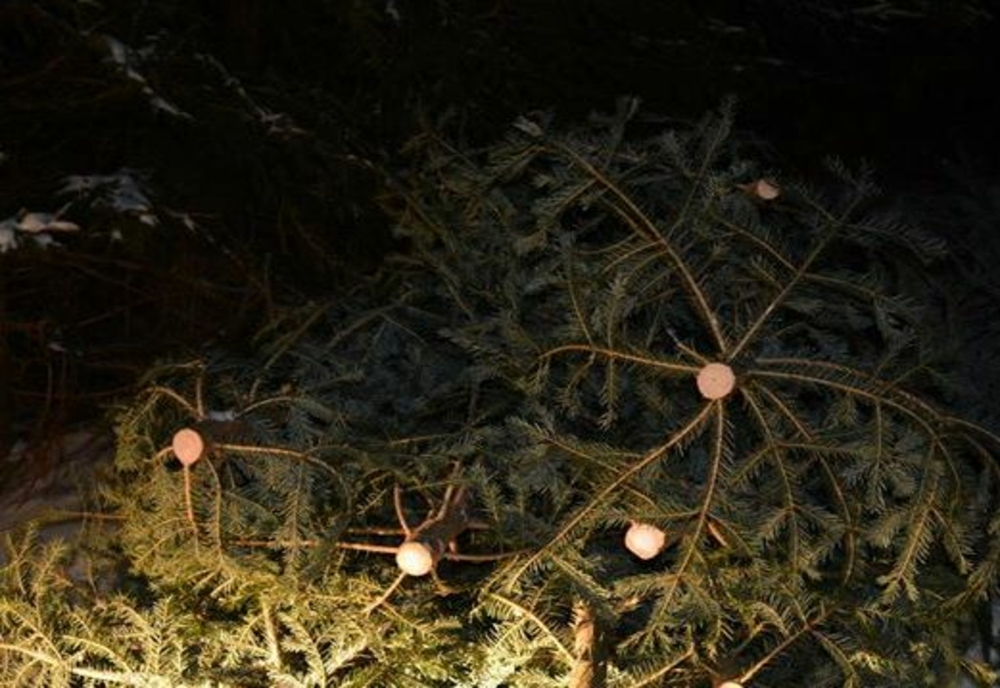 Garda Forestieră Timișoara a descoperit lipsa a sute de pomi de Crăciun din gestiunea unui ocol silvic