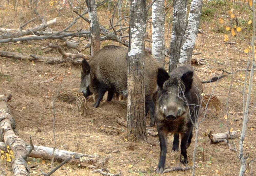 Cinci porci mistreți au fost confirmați cu Pestă Porcină Africană, în județul Hunedoara