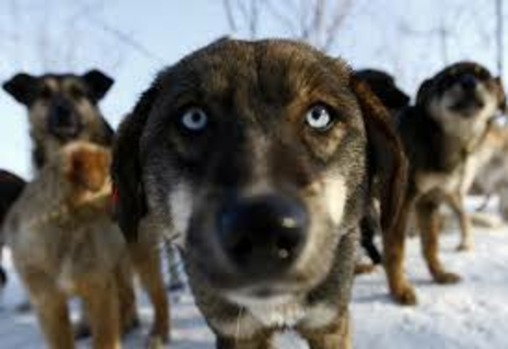 Recensământul câinilor fără stăpân. Parteneriat între Primăria Municipiului Constanța și Animal Society