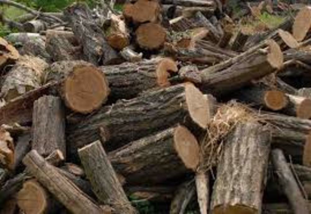 Bărbat din Prahova, cercetat penal pentru că a sustras 6 arbori dintr-o zonă împădurită