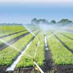 Asociația Producătorilor Agricoli din Dobrogea solicită suplimentarea fondurilor pentru sistemul de irigații