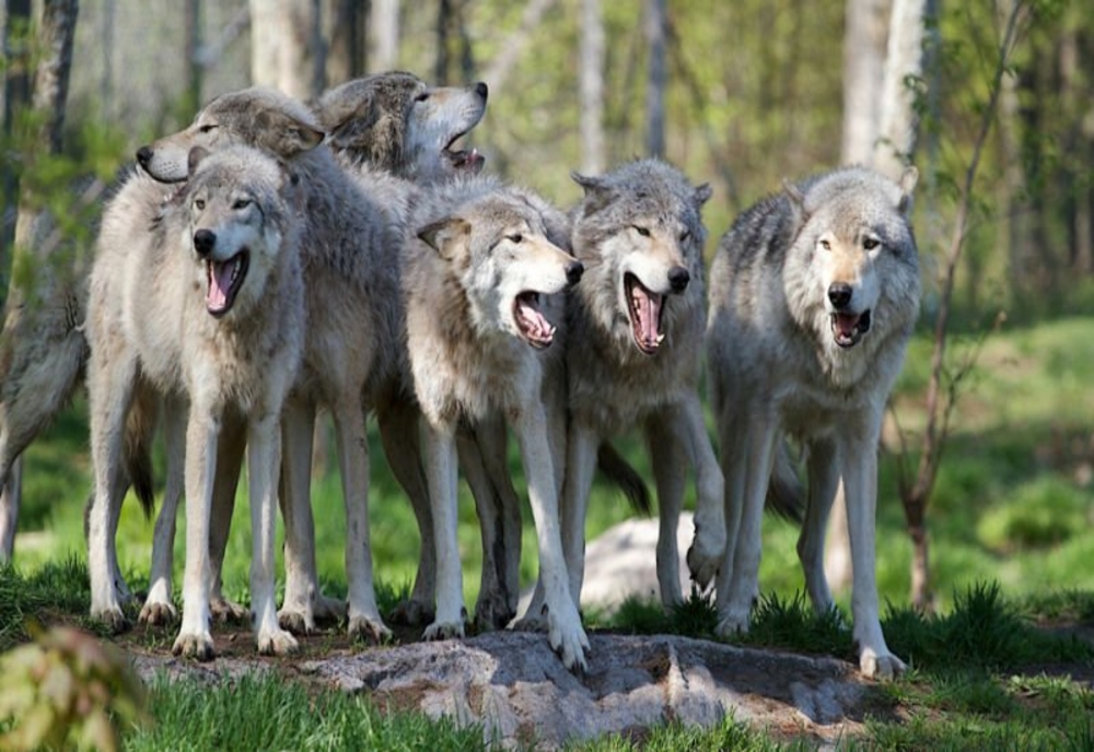 O haită de lupi a atacat și ucis zeci de oi la o stână din Prahova. Proprietarul va fi despăgubit