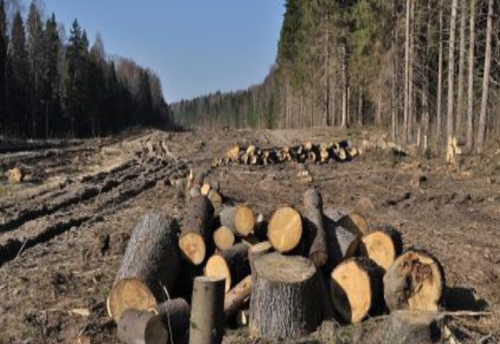 ”Culisele statului paralel” | MAFIA lemnului din România, subiect de film – pădurari și activiști de mediu AMENINȚAȚI. Cine închide ochii la JAF – VIDEO