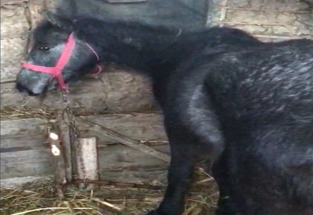 VIDEO. Poliţia animalelor a deschis un dosar penal pentru un bărbat din Dolj care a maltratat doi cai