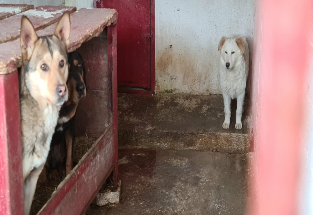 Târg de adopție pentru câinii fără stăpân din adăpostul din Hunedoara, organizat în weekend
