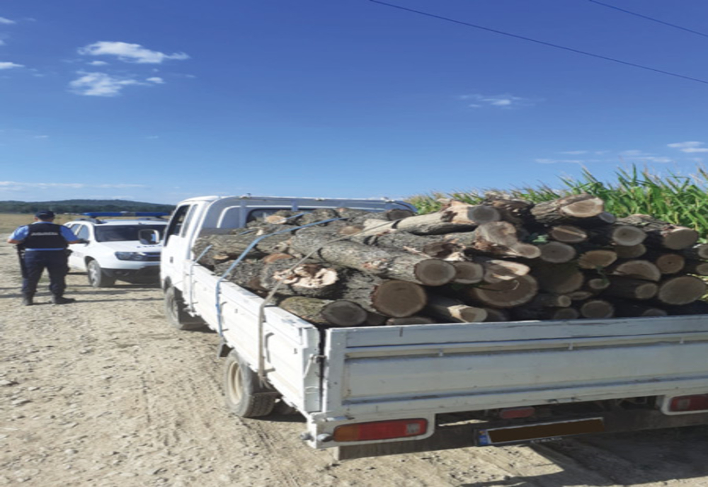 Dosare penale pentru tăieri ilegale de arbori și furt de material lemnos