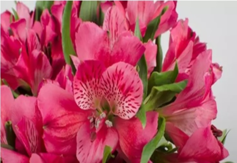 Flowers Market Holland, excelență dovedită în peste 25 de ani. Cele mai spectaculoase flori, la un click distanță