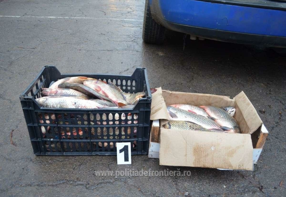 Comercializarea peştelui fără a deţine documente legale de provenienţă este sancţionată de către lege