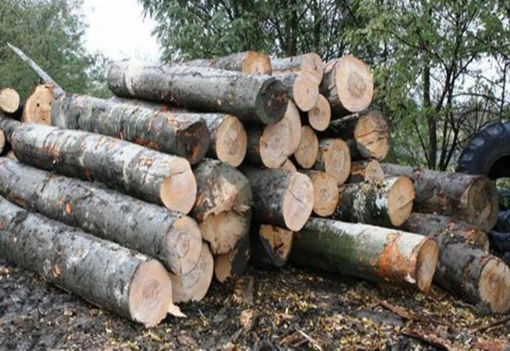 Peste 150 mc de lemn, confiscați de polițiști de la o firmă de profil din Sălaj
