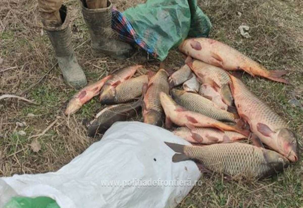 Transport ilegal de pește depistat de polițiștii de frontieră brăileni