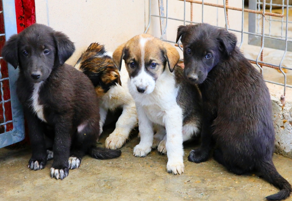 Controale ANSVSA în adăposturile de câini fără stăpân din Ilfov și Dâmbovița. Ce nereguli au fost descoperite