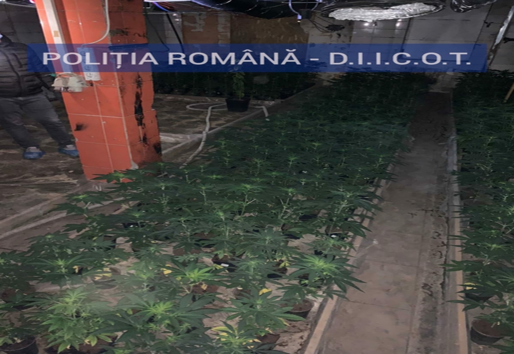 VIDEO. Doi spanioli au înfiinţat o plantaţie de cannabis în Dolj. Săltaţi de DIICOT şi arestaţi preventiv