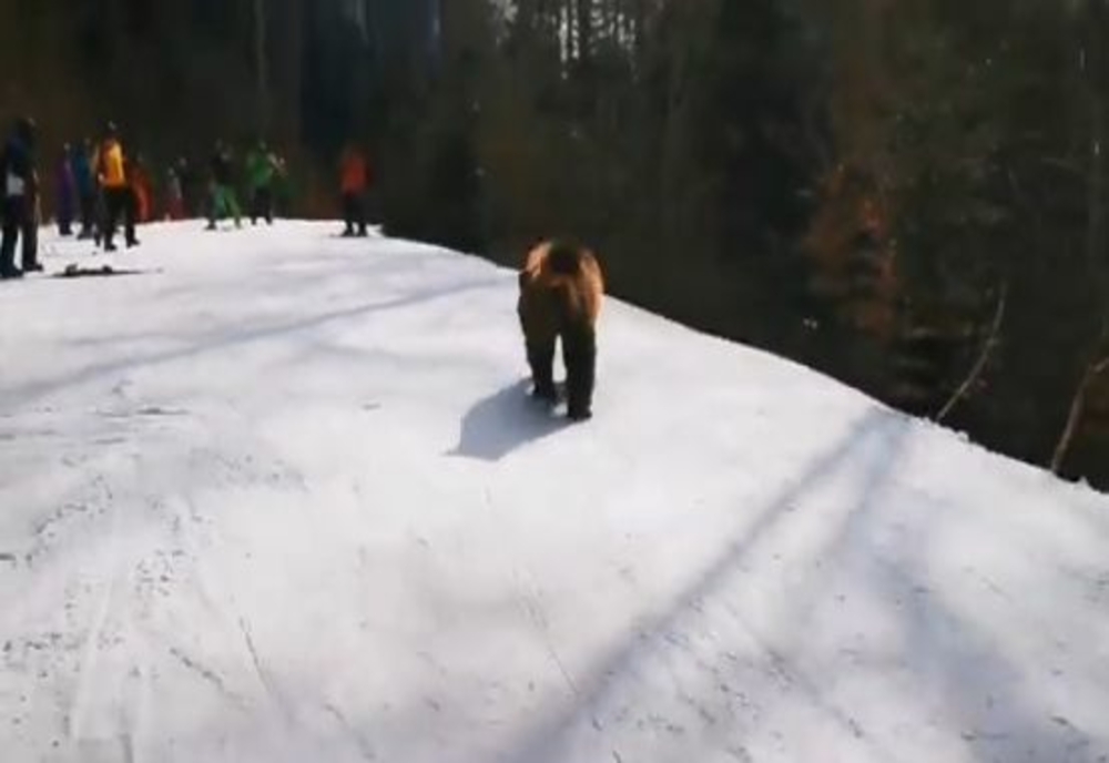 VIDEO Un urs a petrecut minute bune printre schiori, pe pârtia din Predeal!