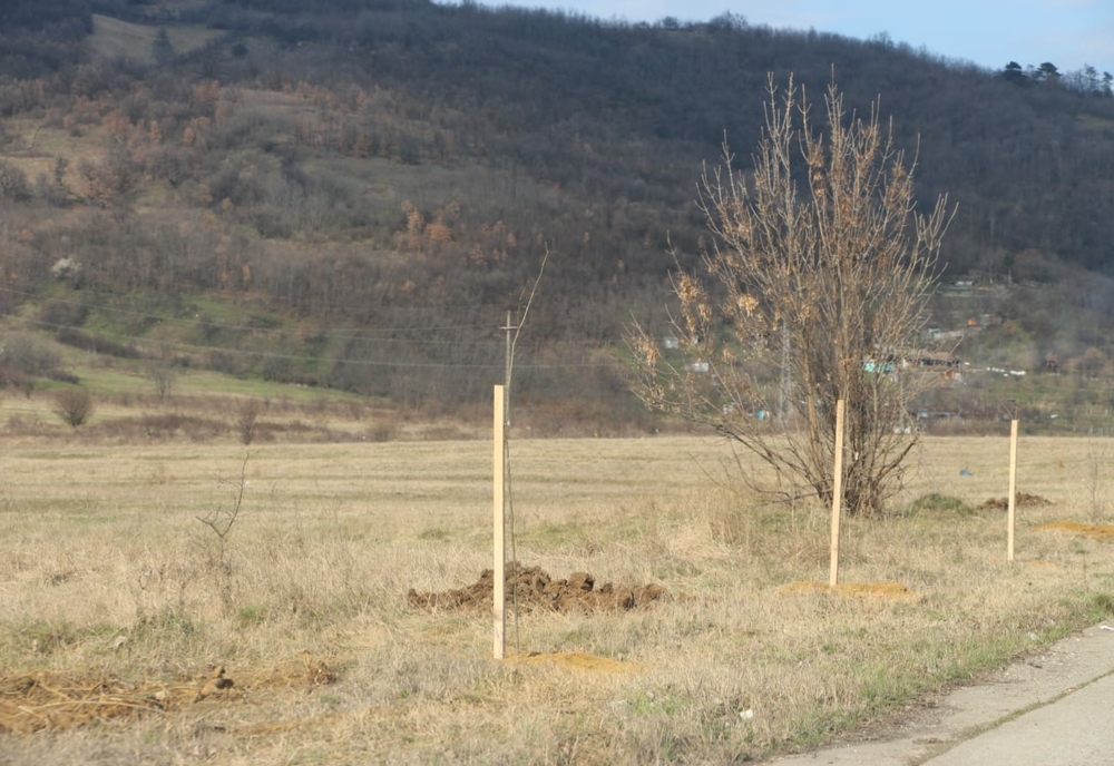 Plantare de arbori pentru prevenirea poluării, la Moldova Nouă